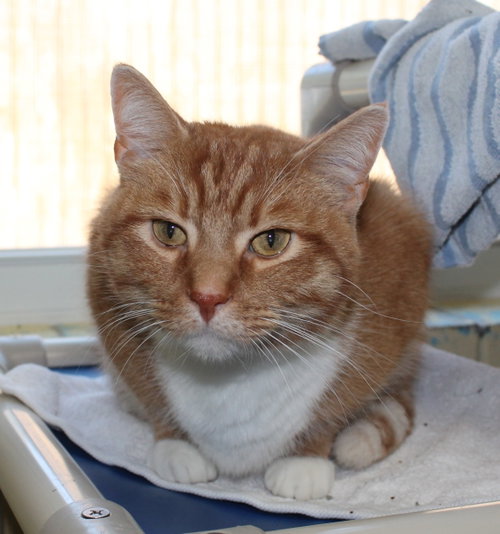 Photo 3 of Jinx - 44323