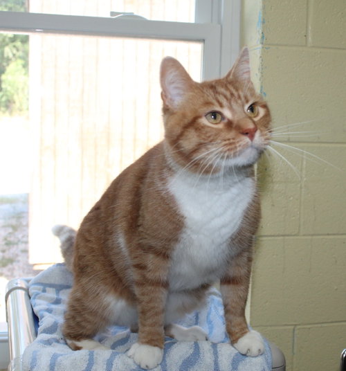 Photo 4 of Jinx - 44323