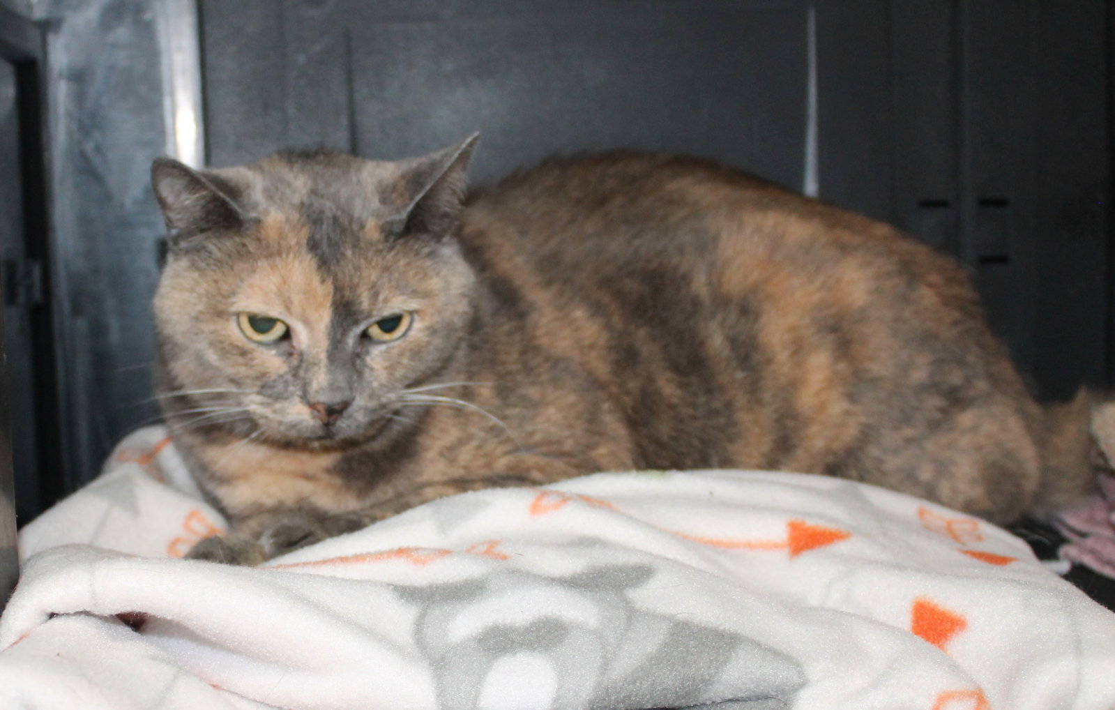 Katie - 22562, Domestic Short Hair
