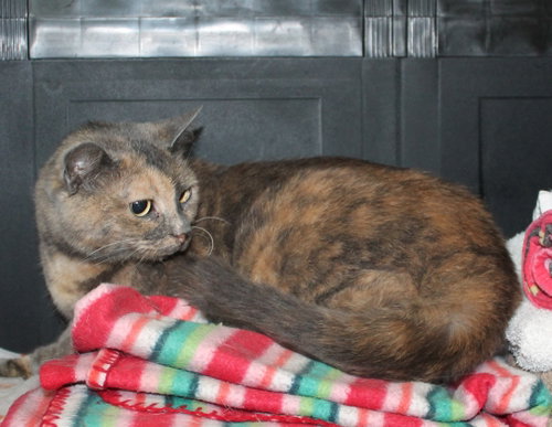Photo 2 of Katie - 22562