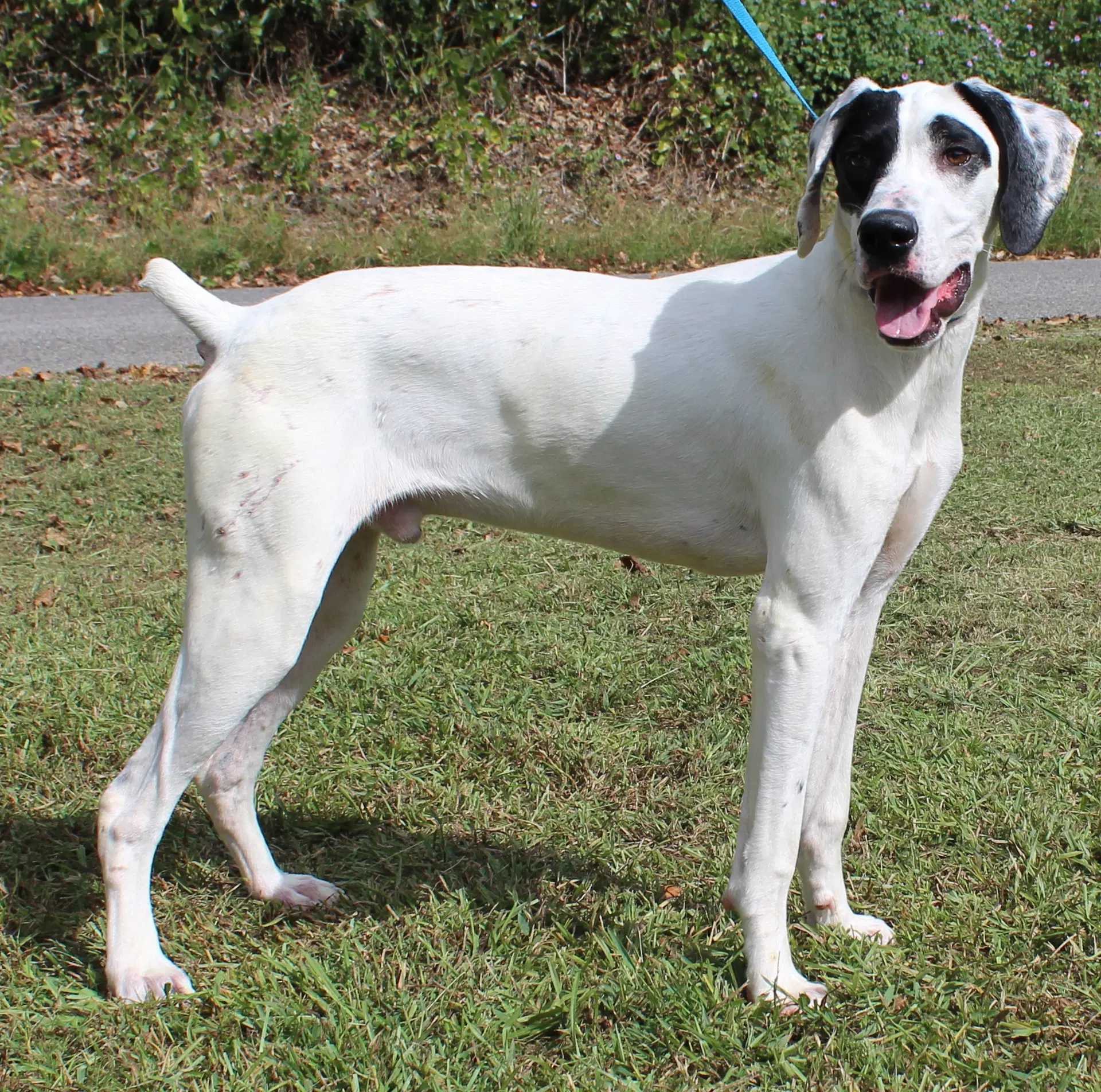 Cash - German Shorthaired Pointer