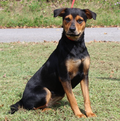 Wonder 44450, a dog for adoption from Prattville Autauga Humane Society