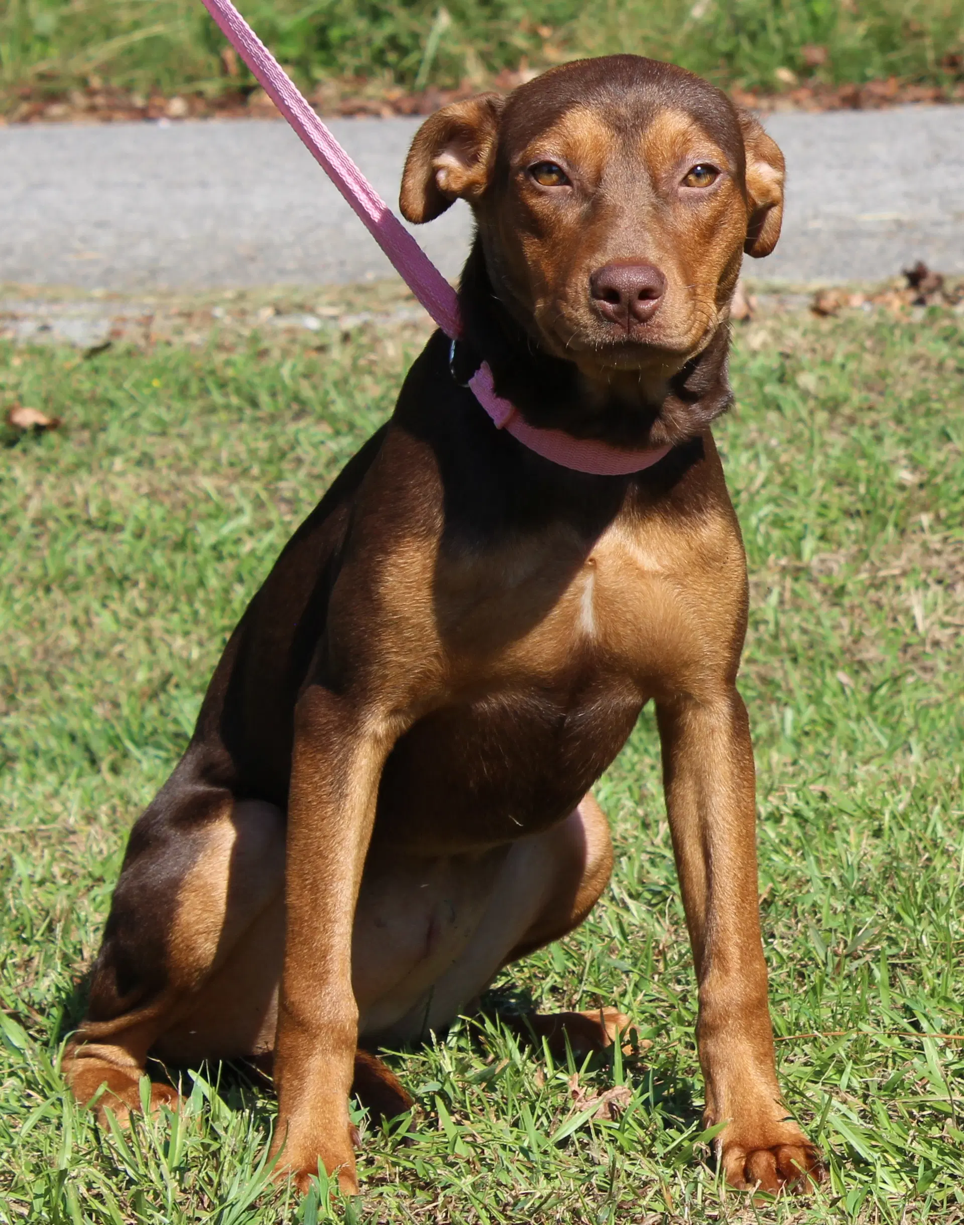 Bashful - Doberman Pinscher