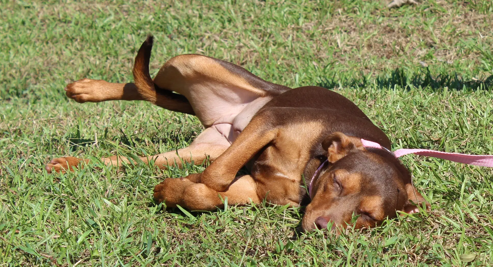 Bashful image 3