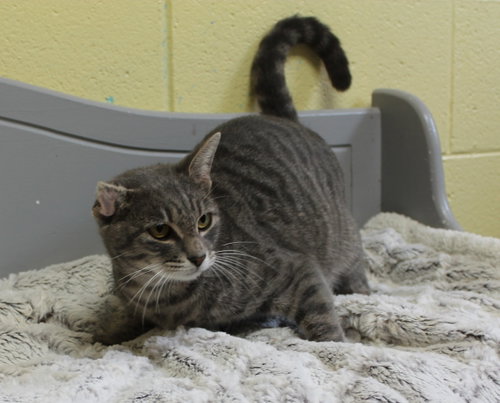 Ritsy - 44445, a cat for adoption from Prattville Autauga Humane Society