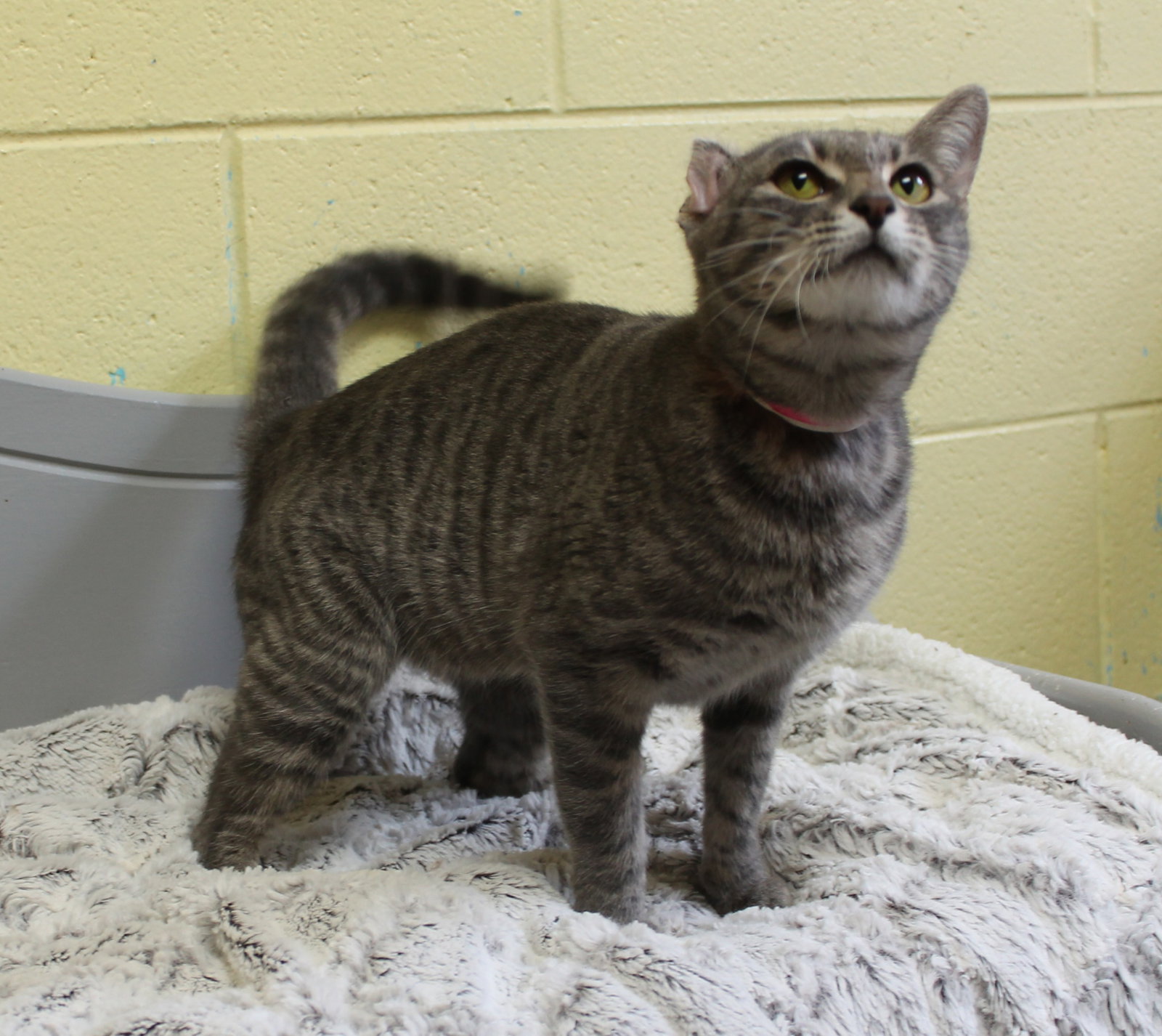 Ritsy - 44445, photo 2