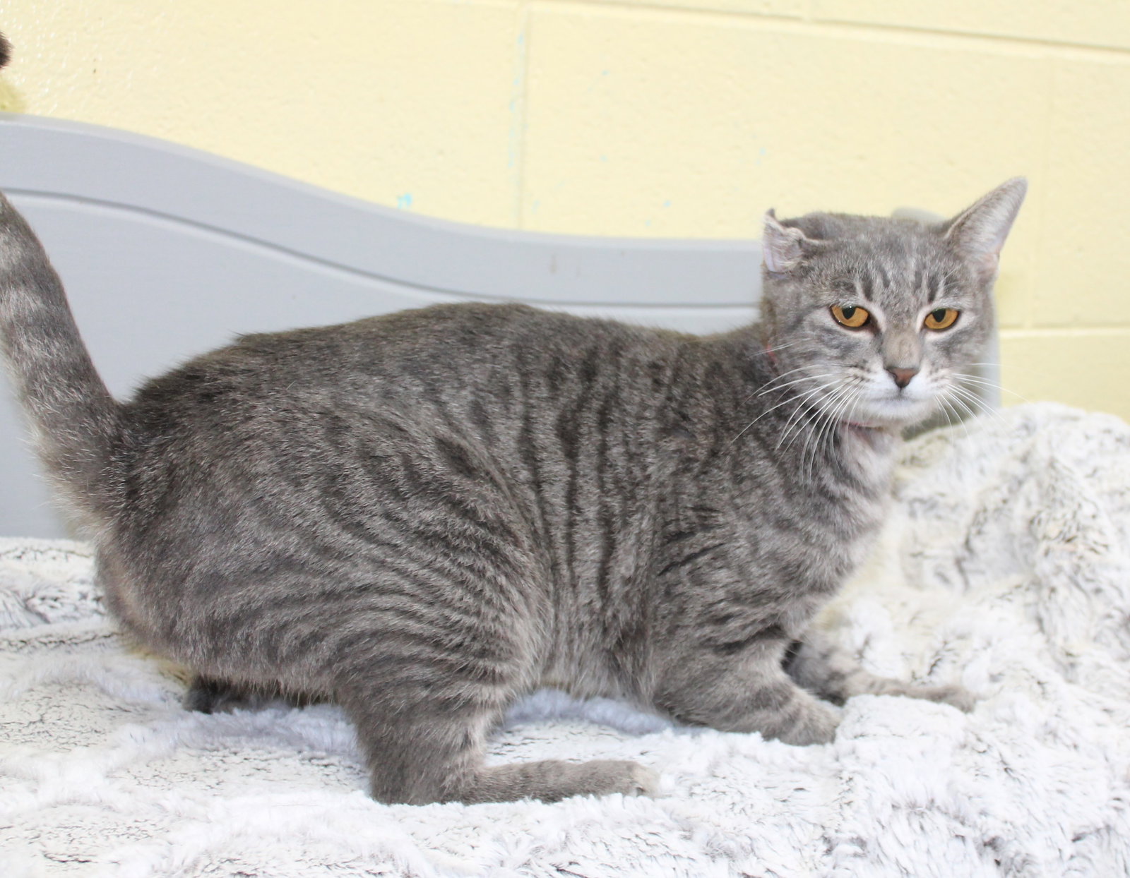 Ritsy - 44445, photo 3