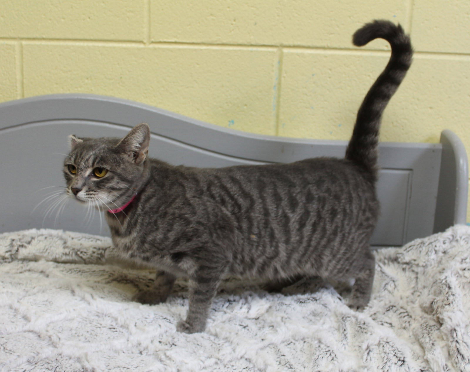 Ritsy - 44445, photo 4