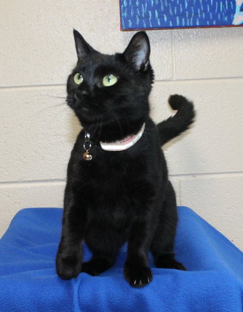 Amulet - 44419, a cat for adoption from Prattville Autauga Humane Society