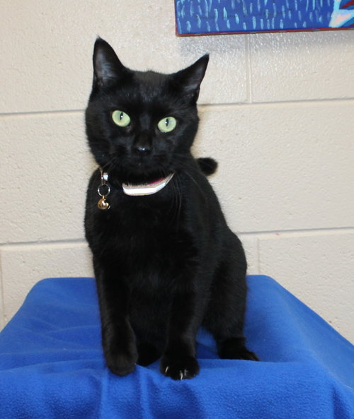 Photo 2 of Amulet - 44419