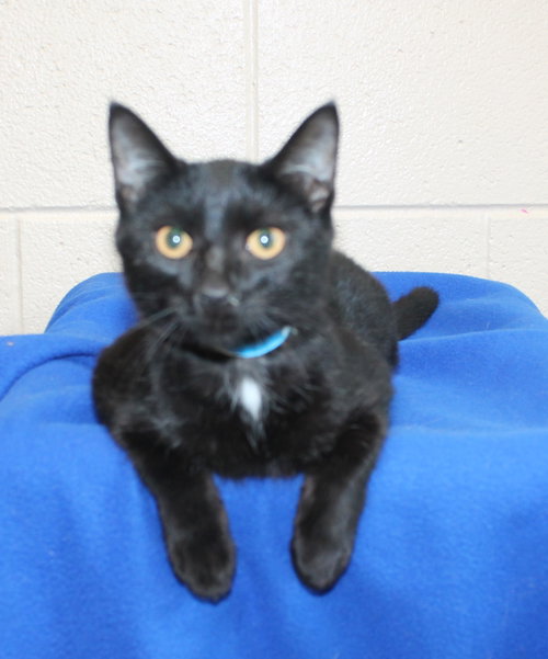 Bonzo - 44376, a cat for adoption from Prattville Autauga Humane Society