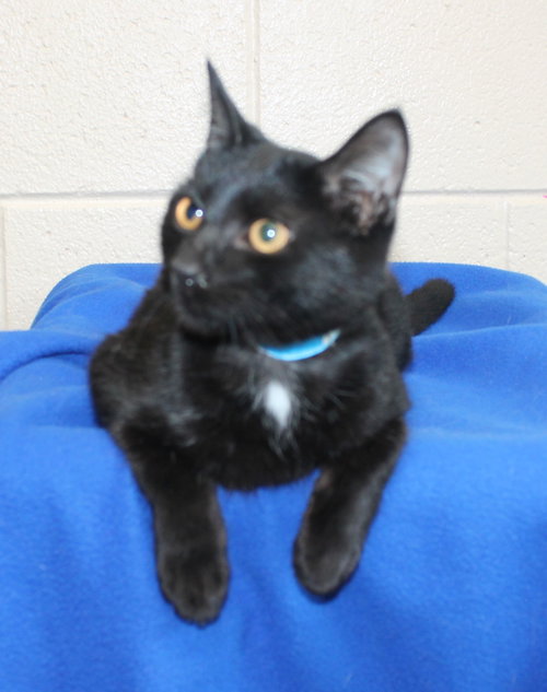 Photo 3 of Bonzo - 44376