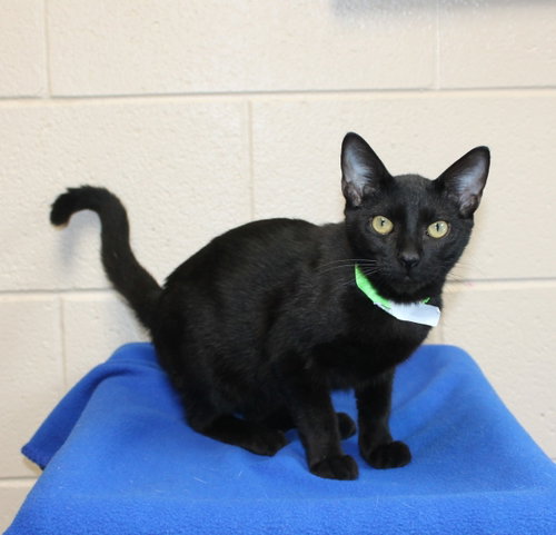 Goblin - 44444, a cat for adoption from Prattville Autauga Humane Society
