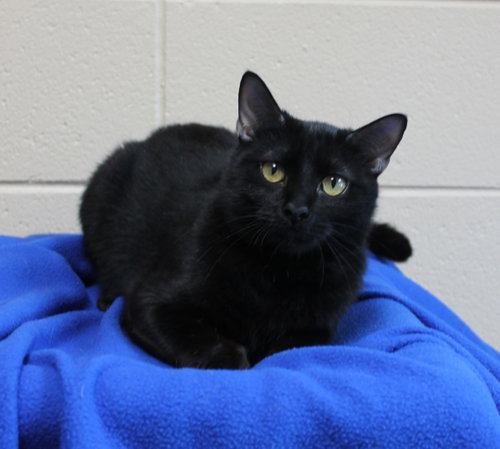 Vlad - 44442, a cat for adoption from Prattville Autauga Humane Society
