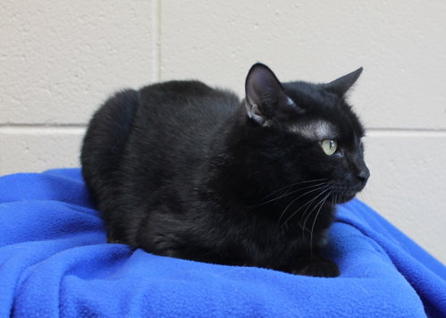 Photo 2 of Vlad - 44442