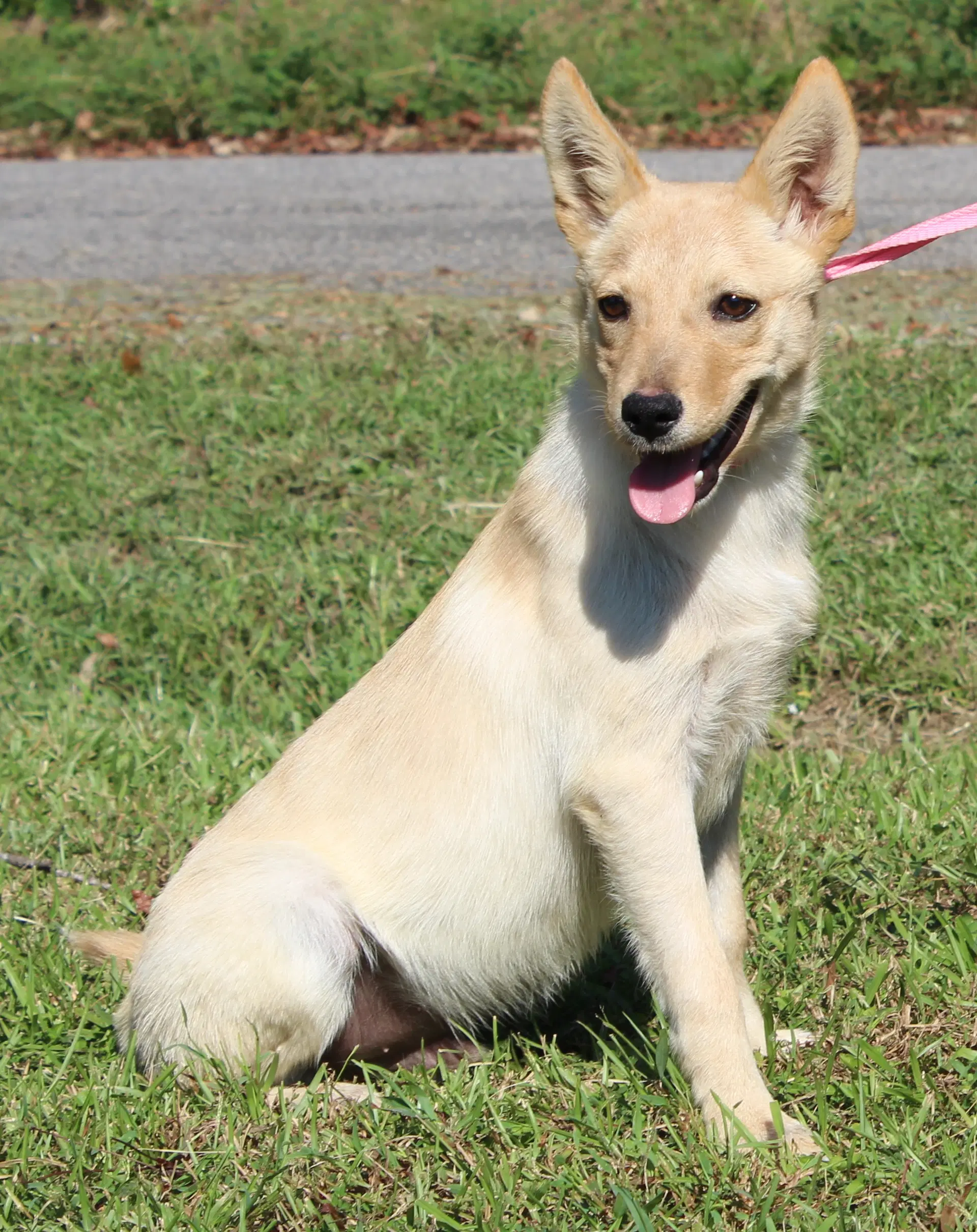 Myer - Shepherd