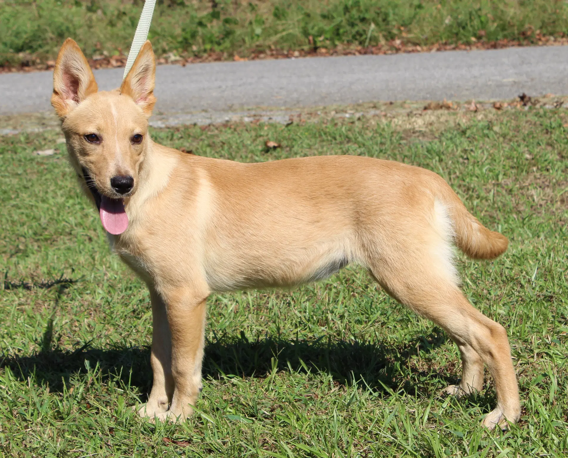 Annie - Shepherd