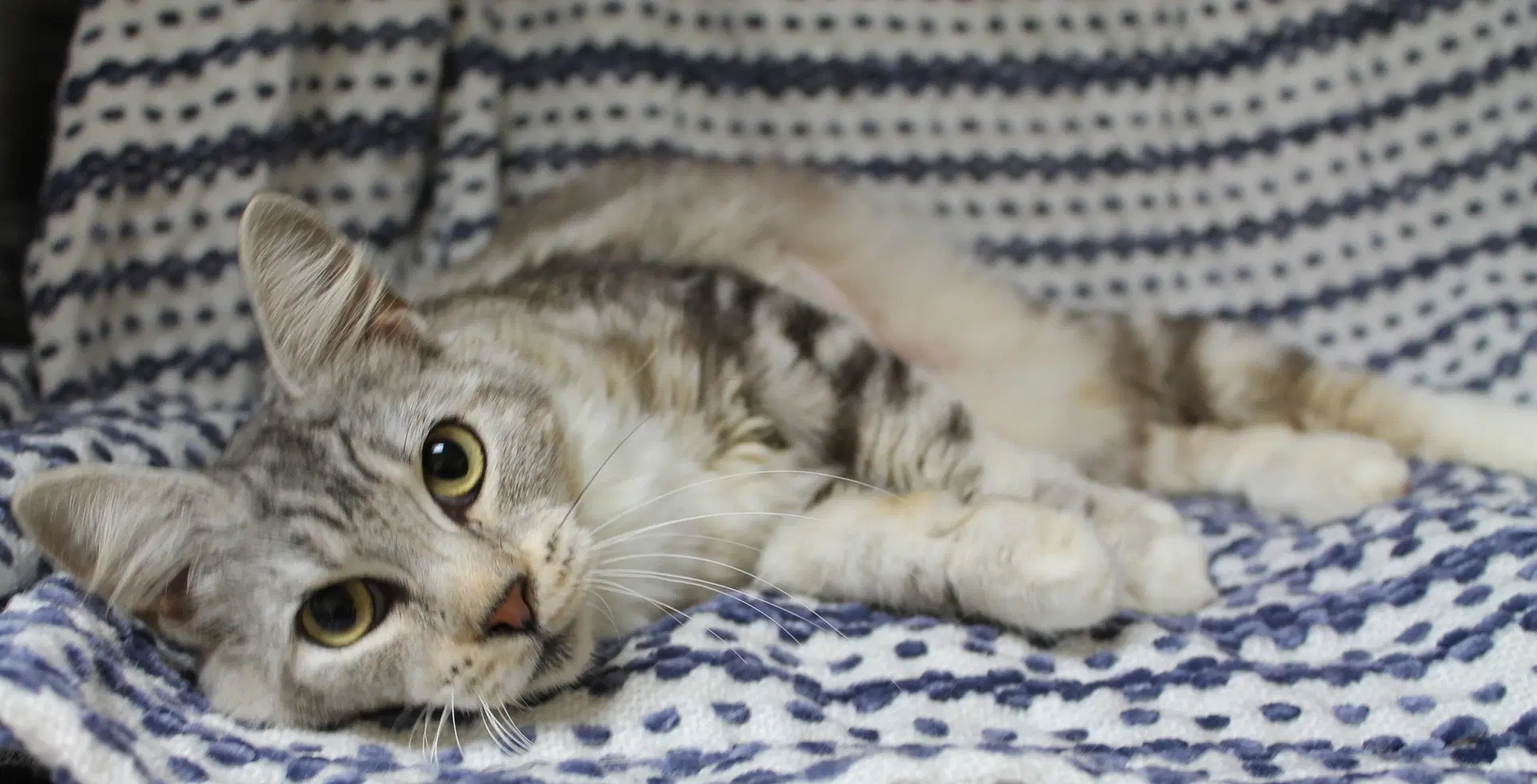 Willow - - light gray dilute Tabby