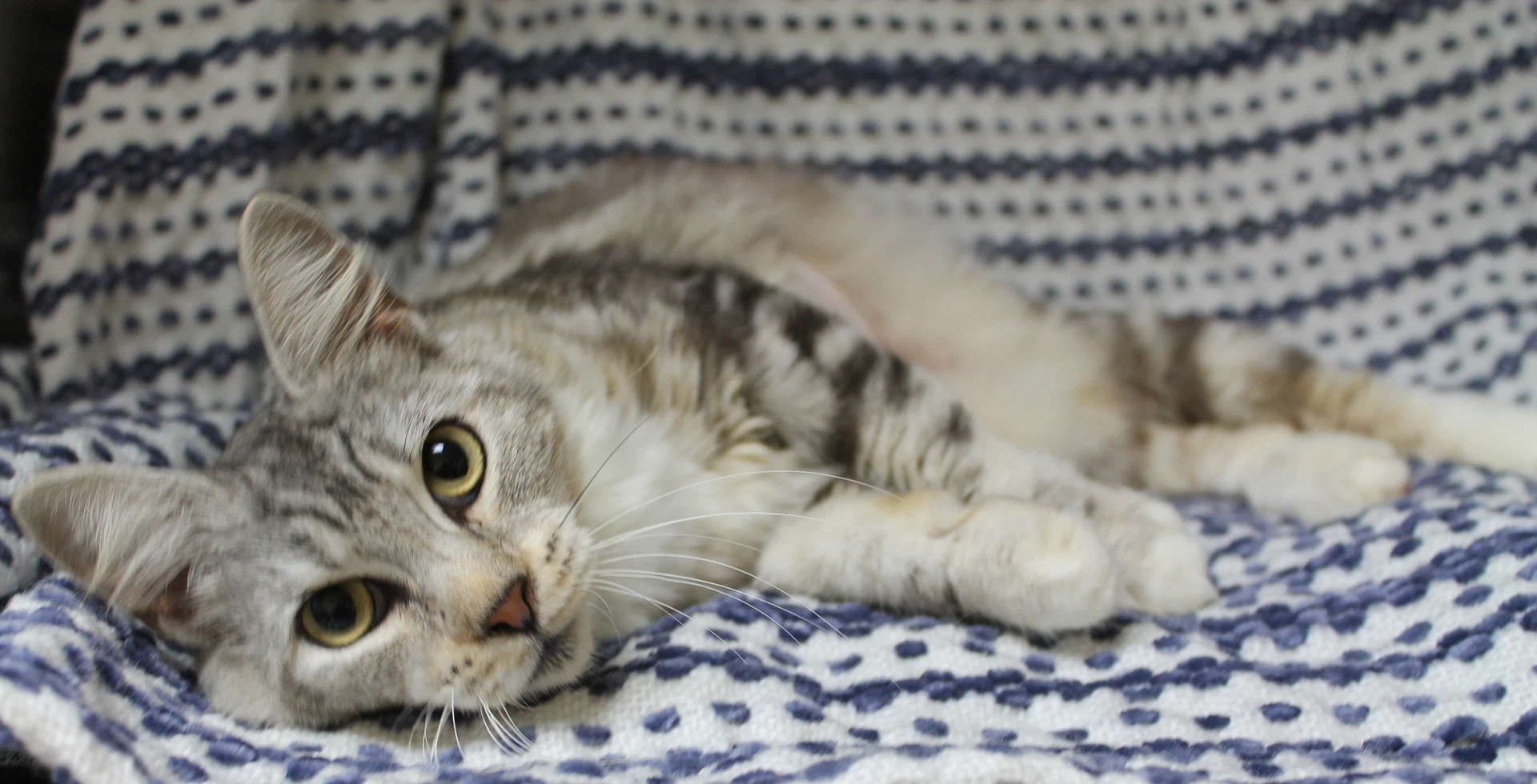 Willow -