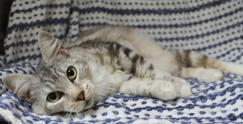 Willow, an adult female cat up for adoption