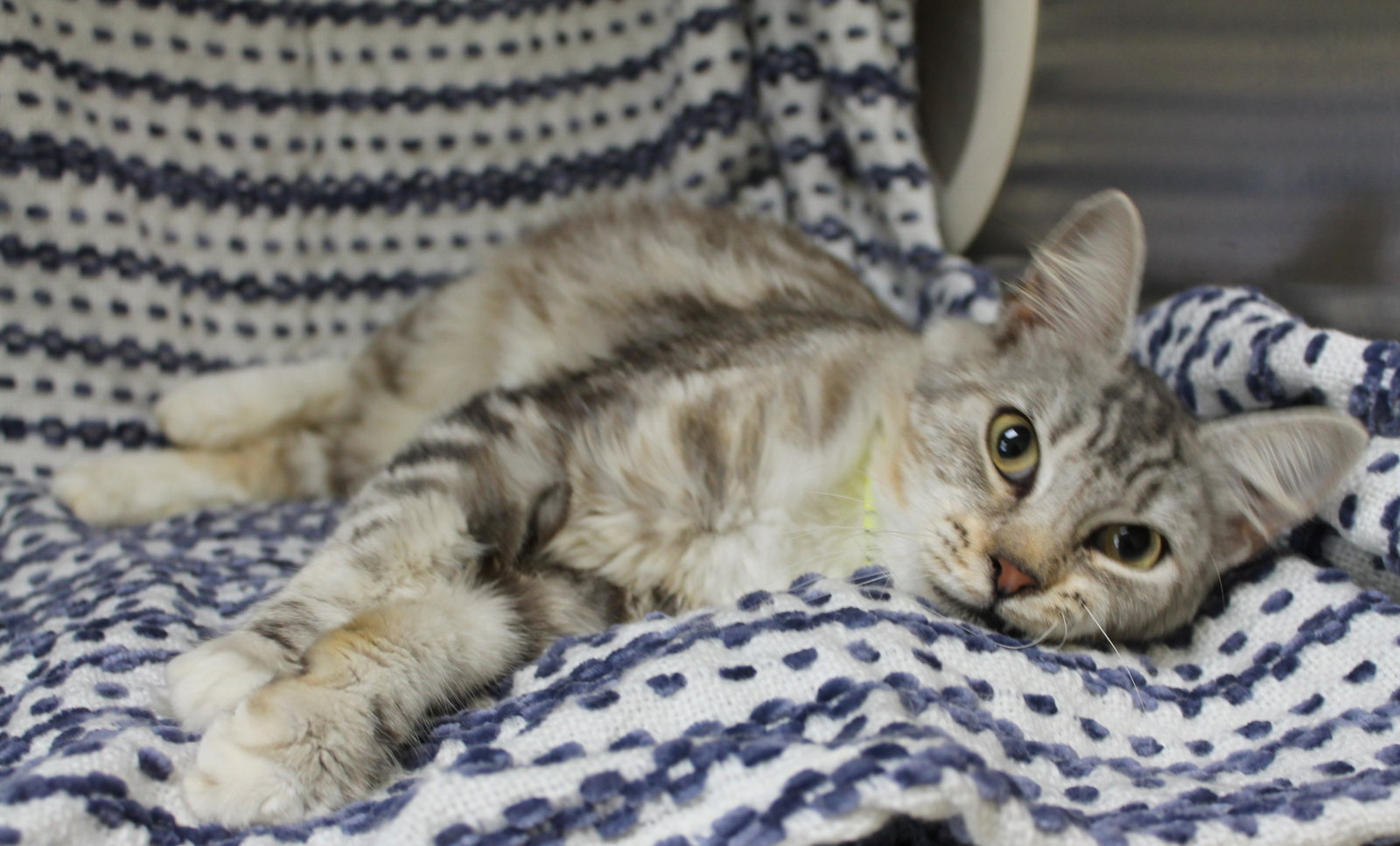 Willow - 44502, photo 2