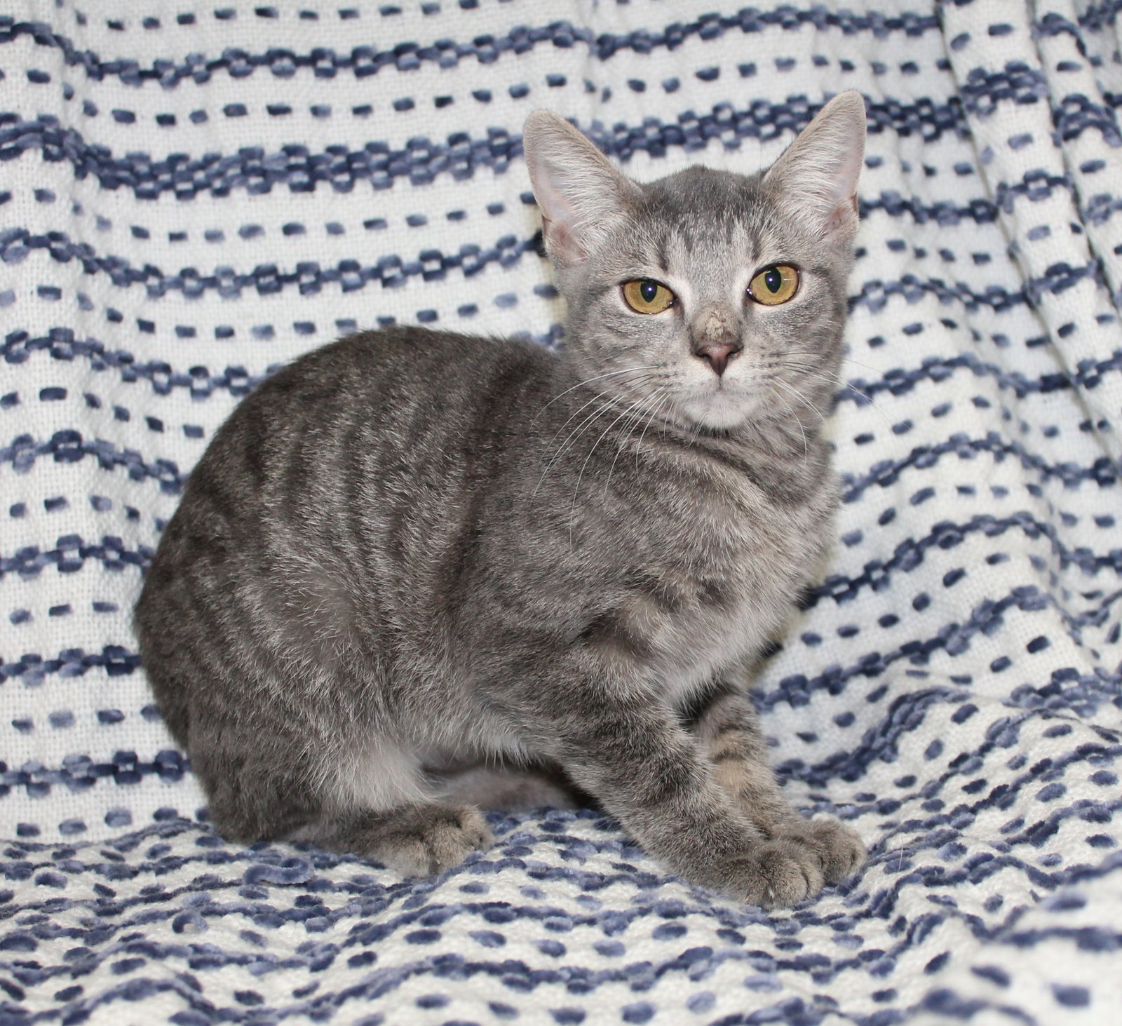 Topaz - 44352, photo 2