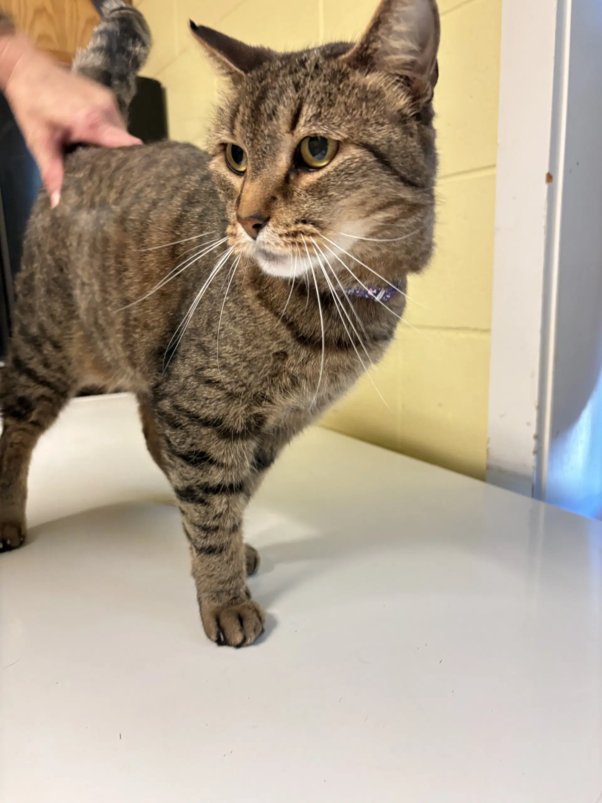 Kyle - Domestic Short Hair