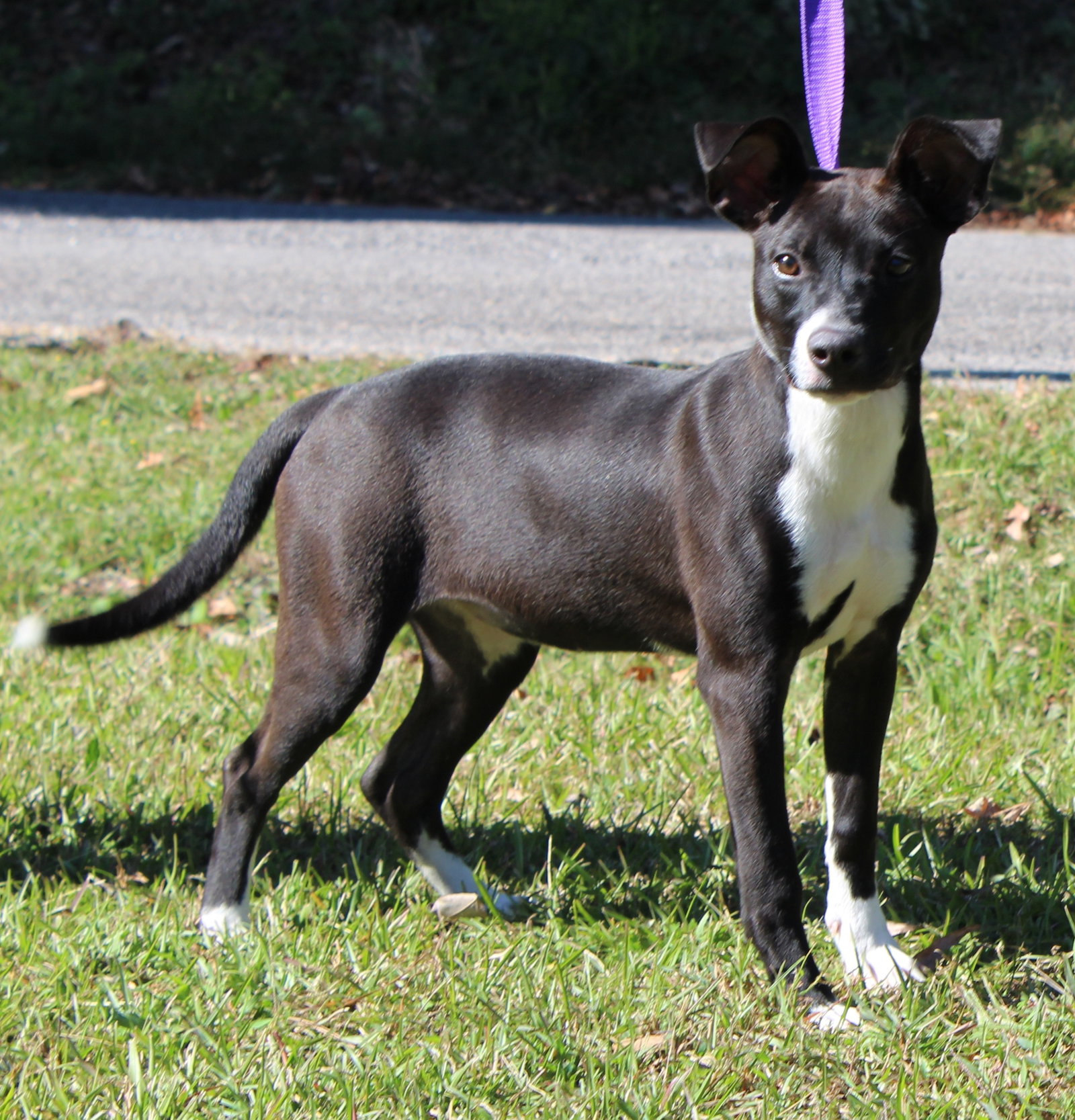 Ziggy 44455, photo 2