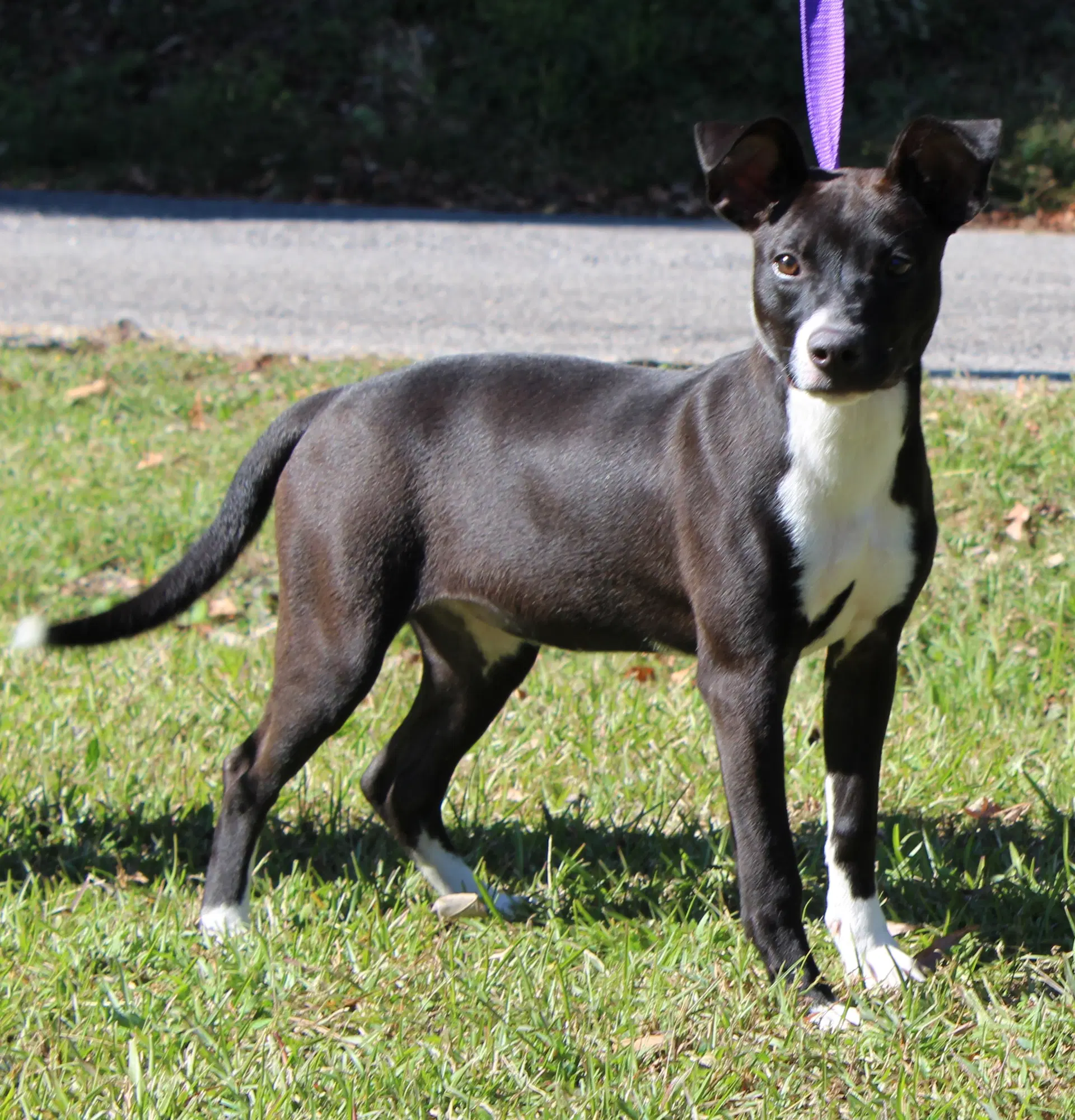 Ziggy image 2