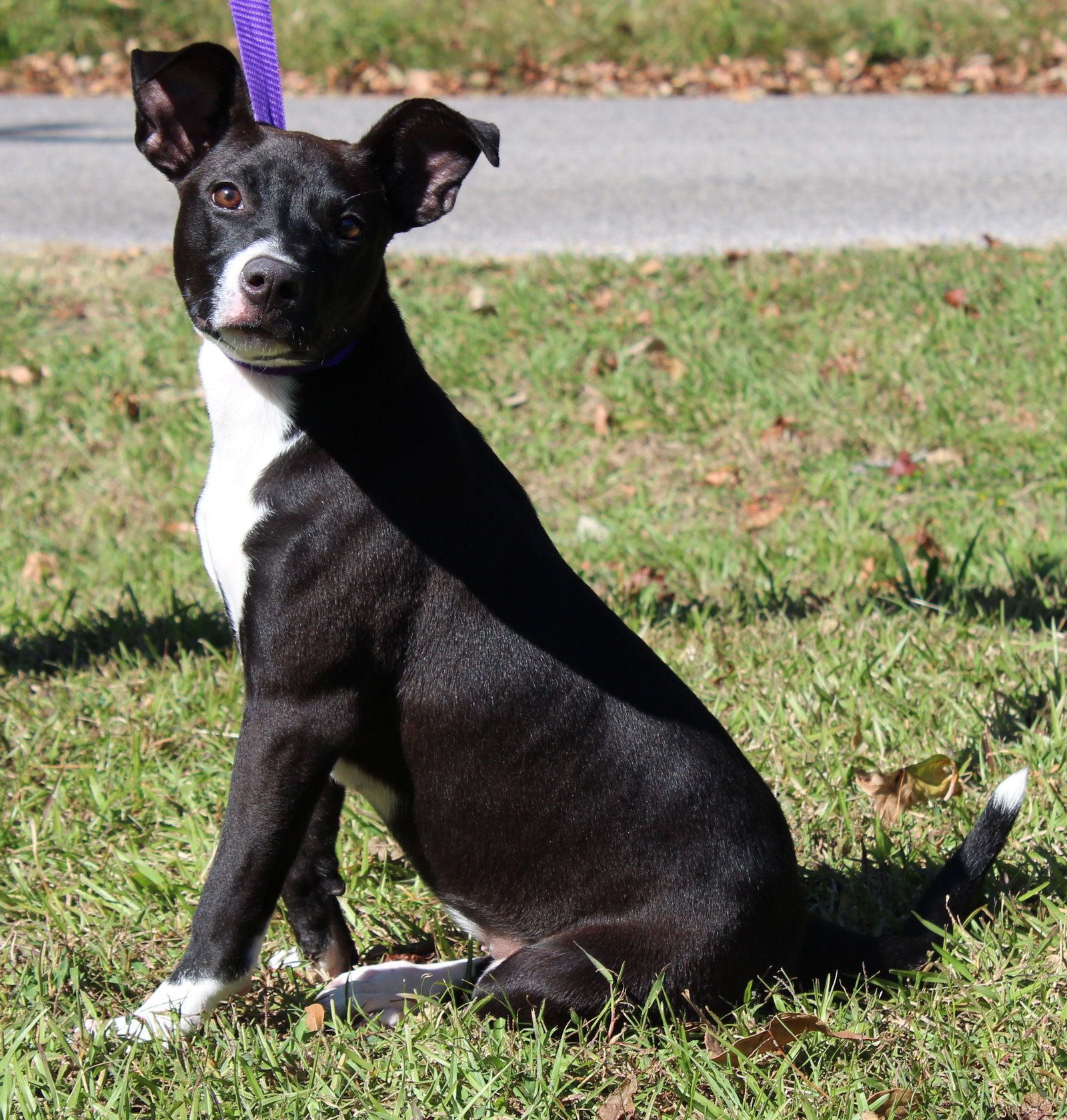 Ziggy 44455, photo 3
