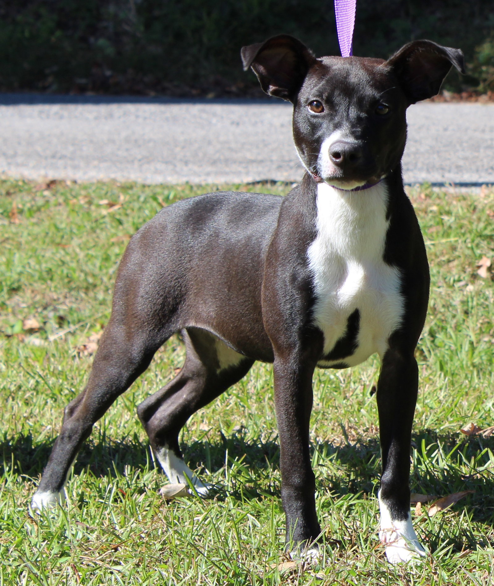 Ziggy 44455