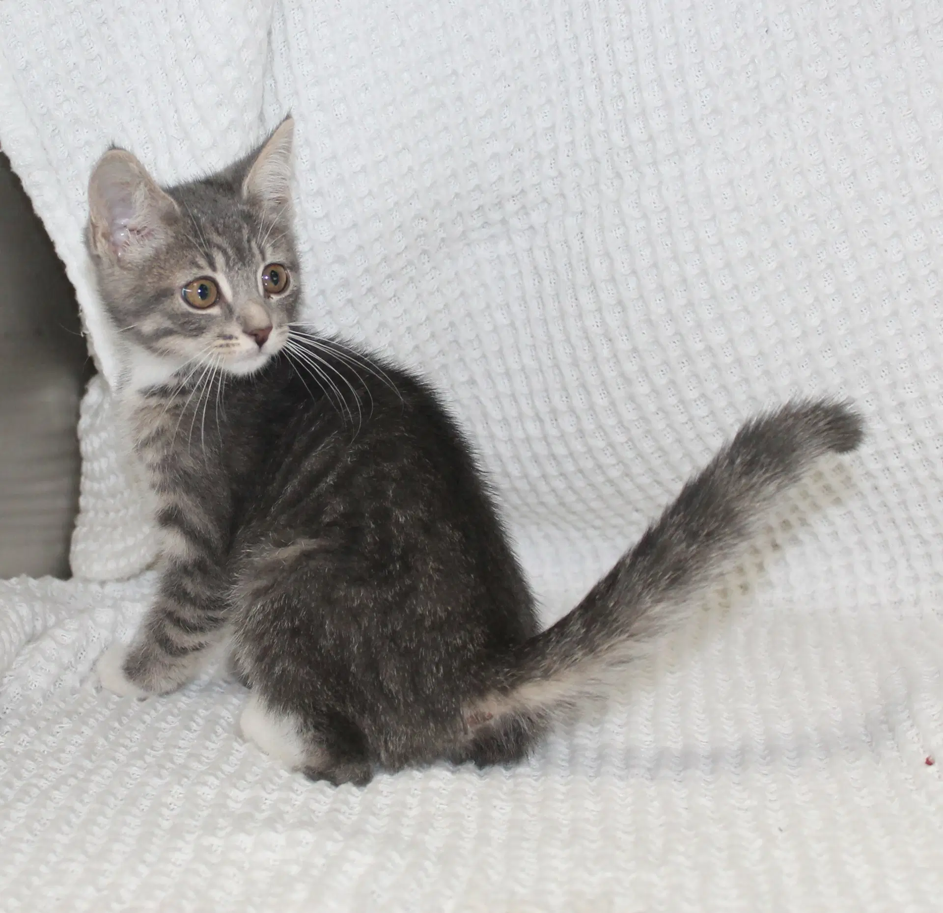 Pocus - - Domestic Short Hair
