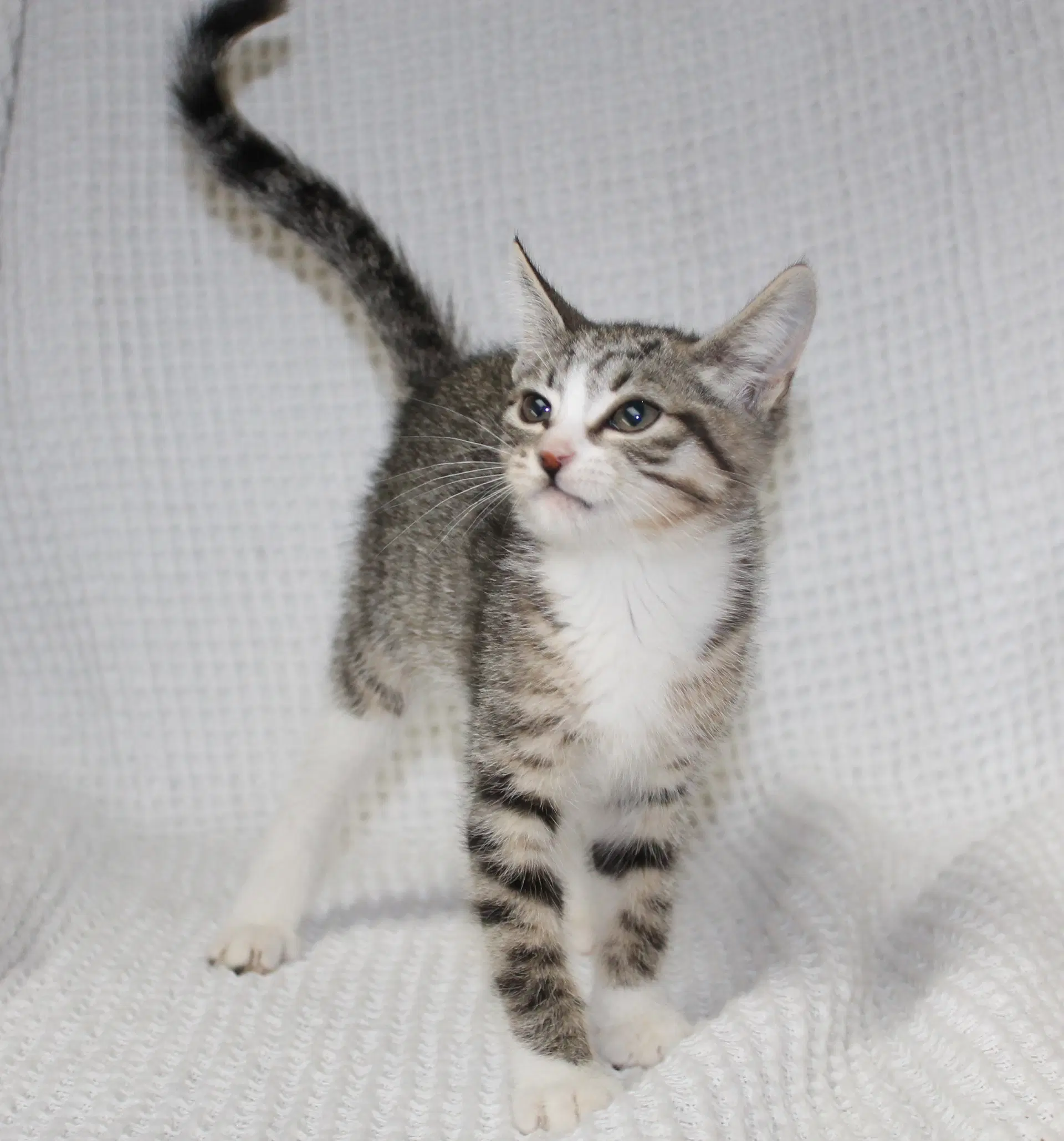 Kiki - - Domestic Short Hair