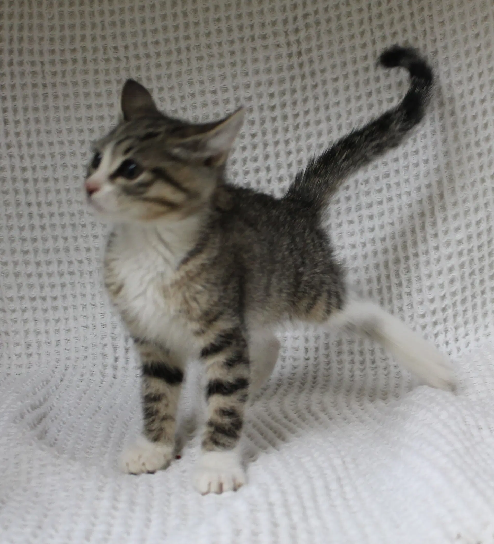 Kiki - image 2