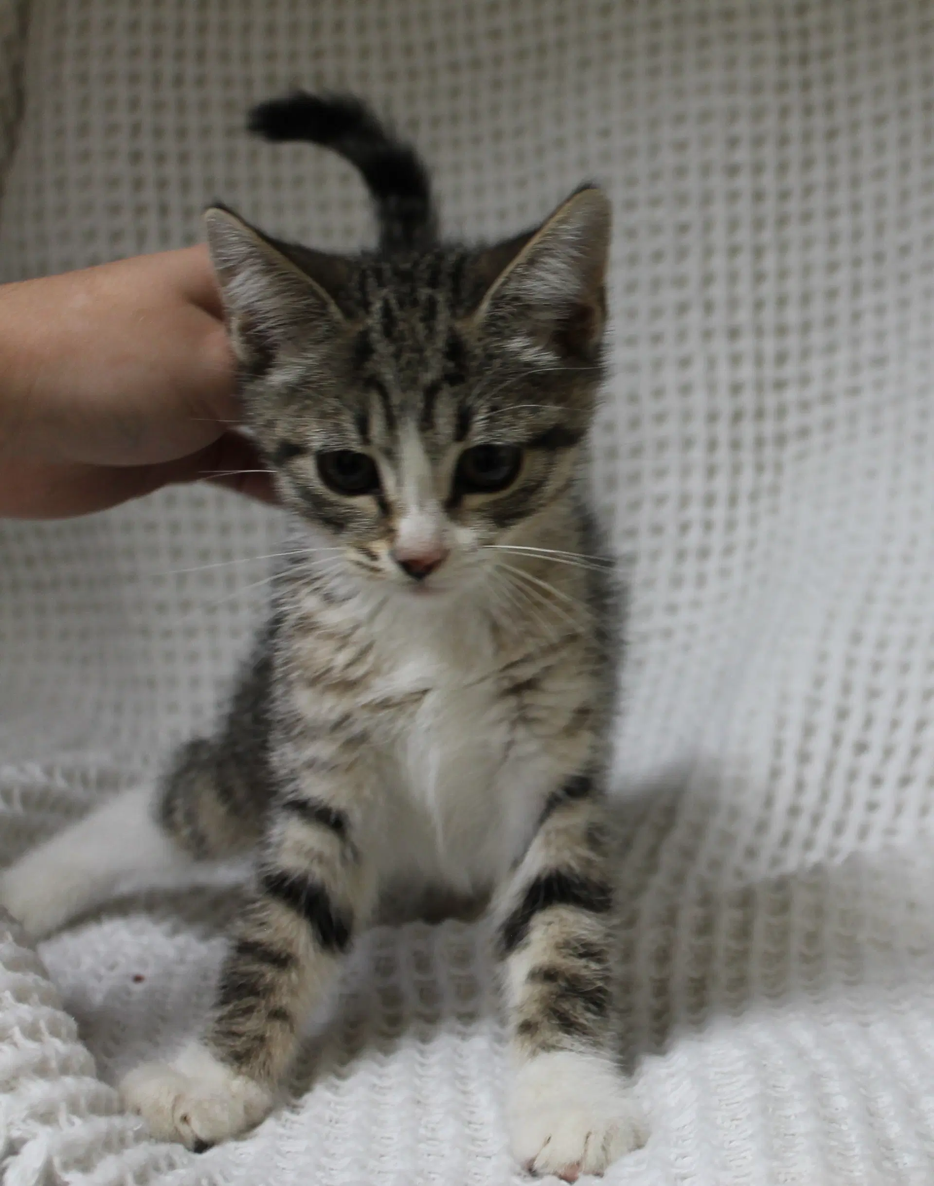 Kiki - image 3