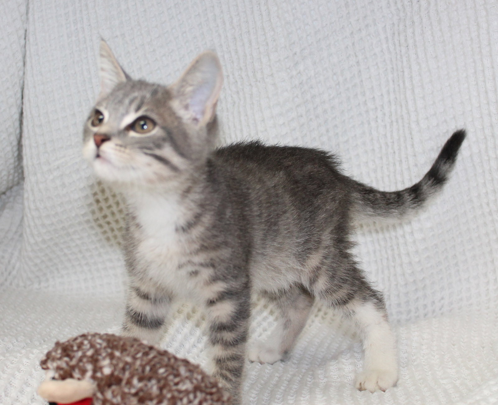 Ghosty - 44436, photo 2