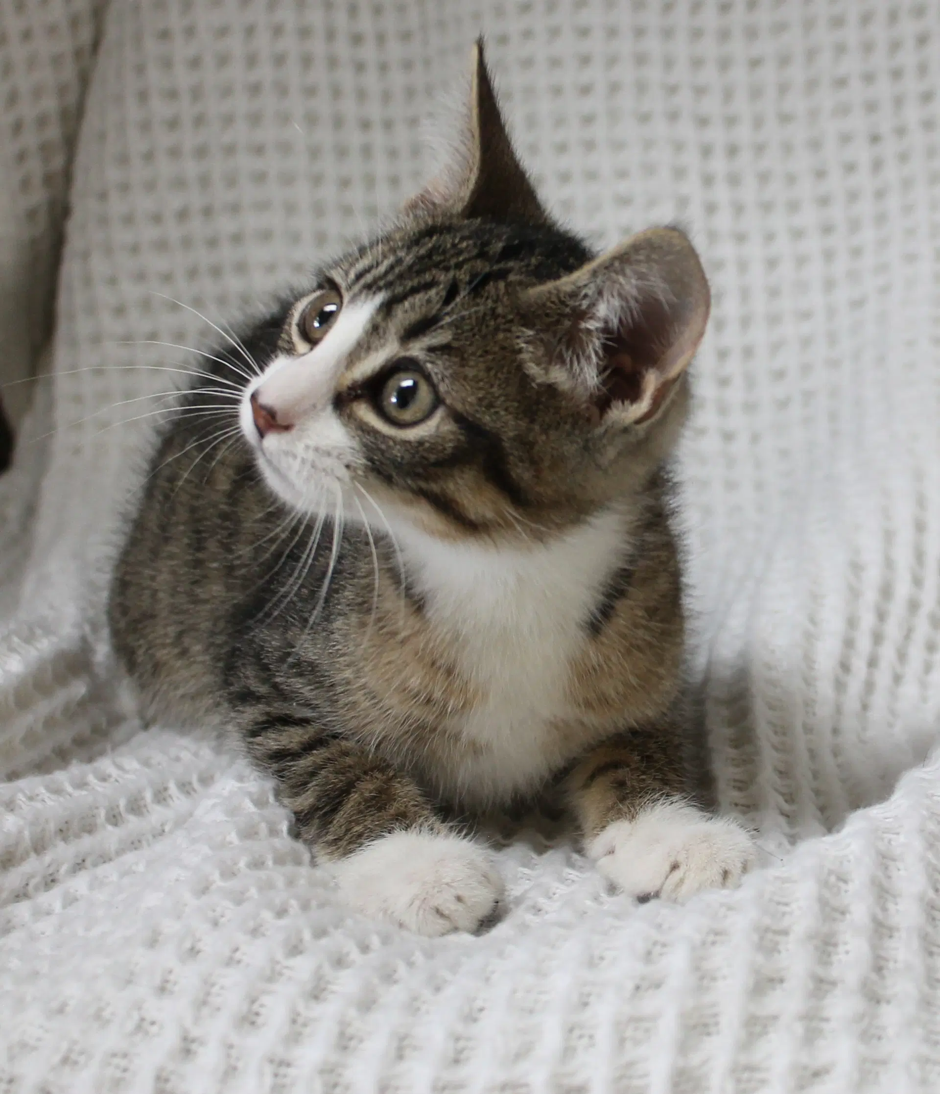 Gizmo - Domestic Short Hair