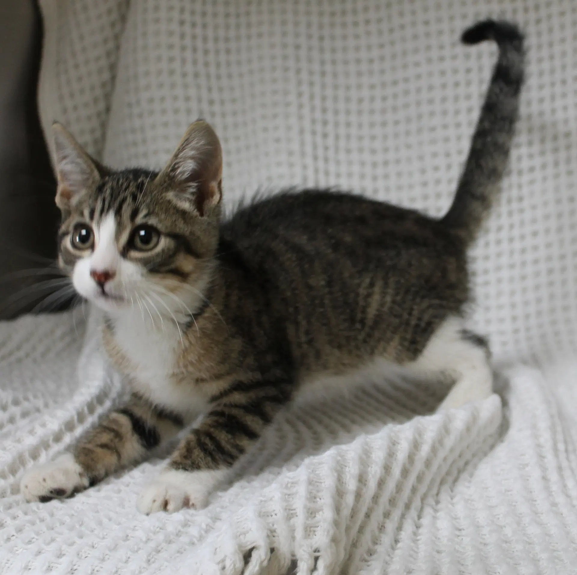 Gizmo image 2