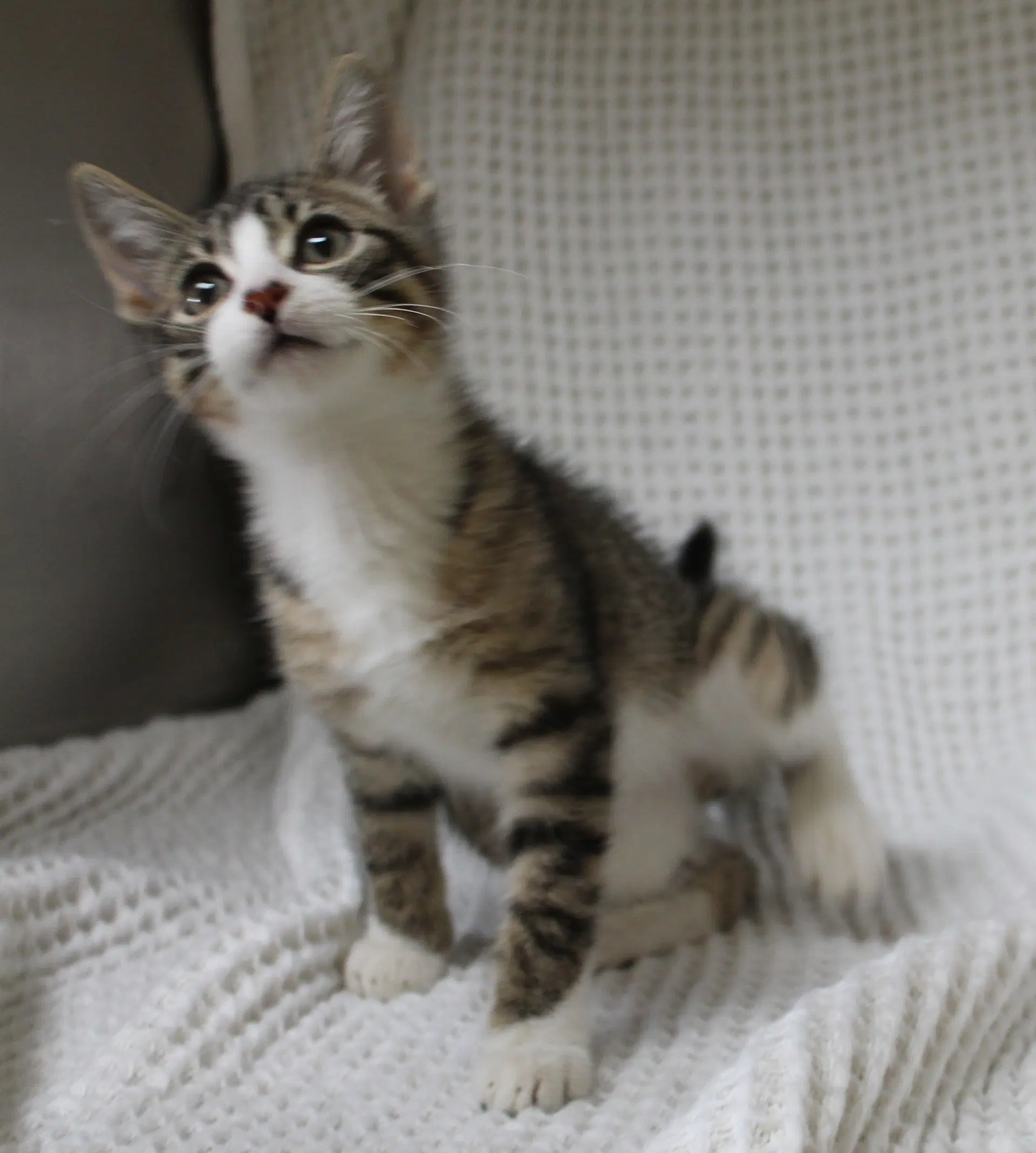 Gizmo image 3