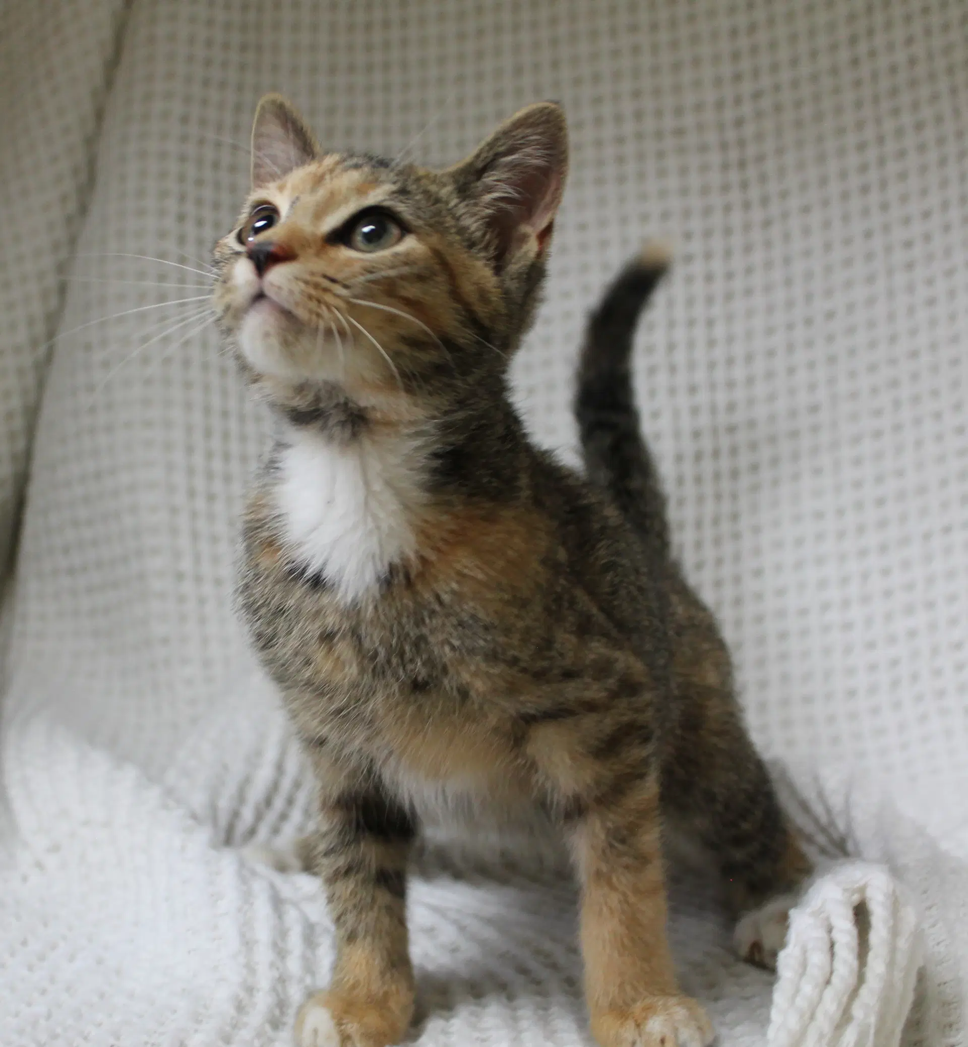 Meeka - Domestic Short Hair