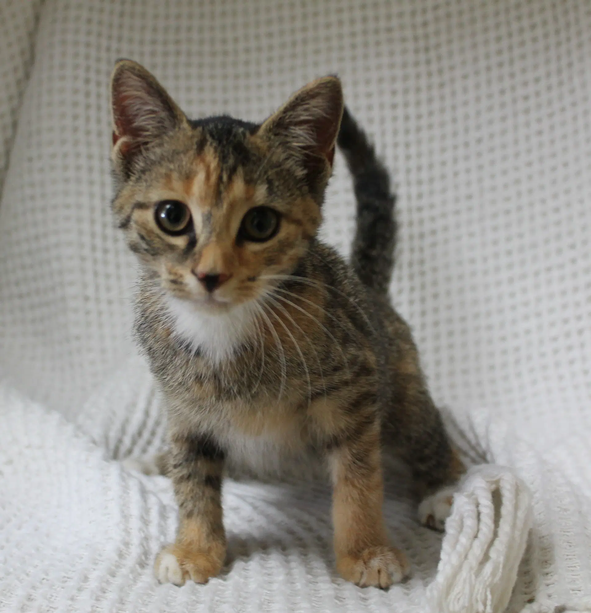 Meeka image 3