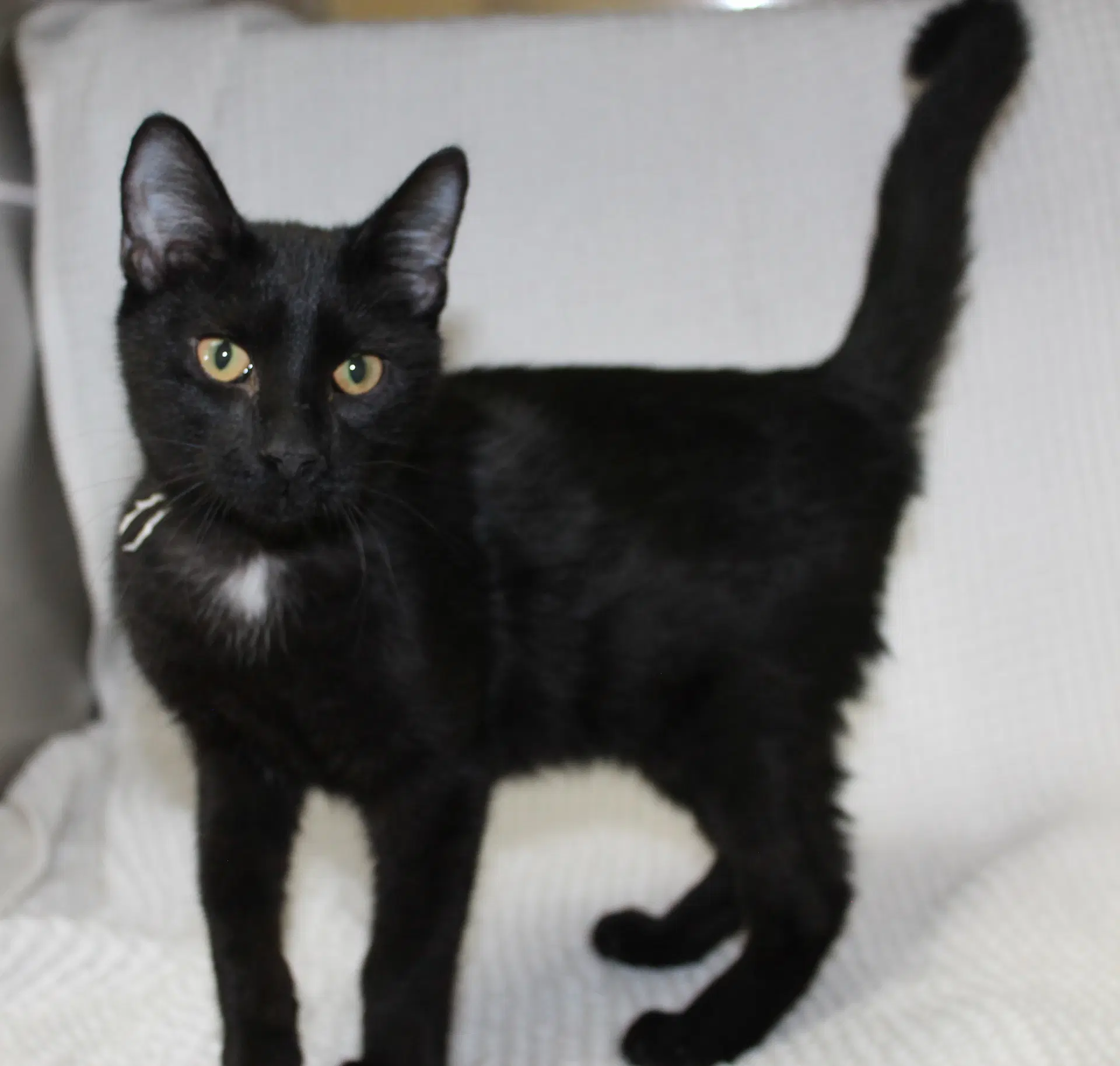 Trent - Domestic Short Hair