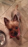 Sweet Sophie