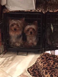 Teddy & Bear