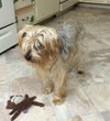 Mopsy aka SHAGGY