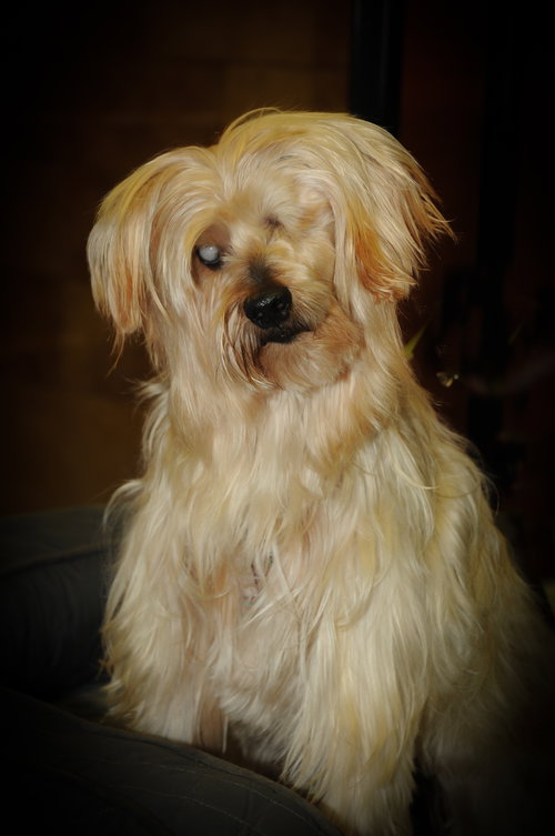 Mopsy aka SHAGGY