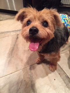 Scrappy