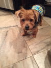 Scrappy