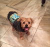 Scrappy