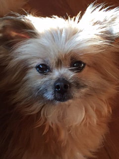 Buffy